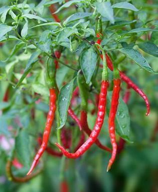 Chile de Arbol Hot Pepper